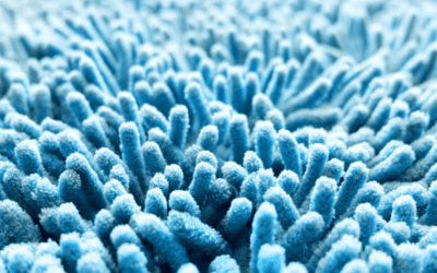Carpet Cleaning in Tampa FL for Dust Mite Prevention